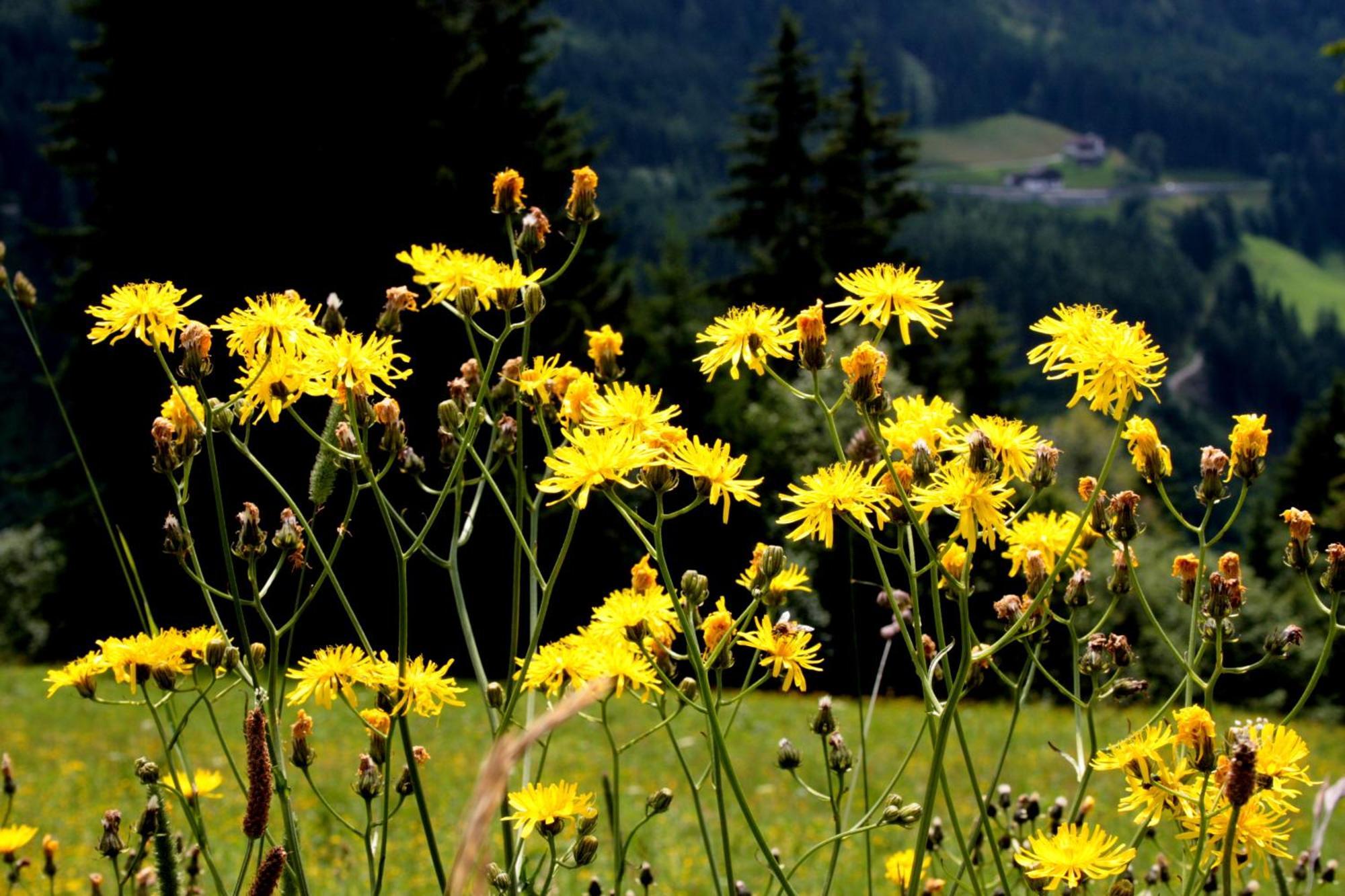 Hanserhof Zell am Ziller Exterior photo